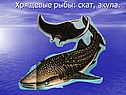 Хрящевые рыбы: скат, акула