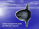 Луна-рыба