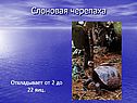 Слоновая черепаха