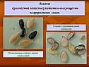 Влияние количества запасных питательных веществ