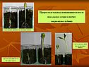 Проростки тыквы
