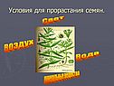 Условия для прорастания семян