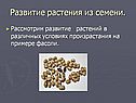 Развитие растения из семени