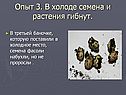 В холоде семена и растения гибнут