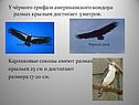 Размах крыльев