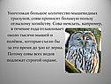 Большое количество мышевидных грызунов