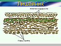 Лишайник