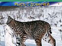 Рысь с добычей