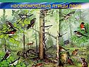 Насекомоядные птицы леса