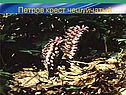 Петров крест чешуйчатый