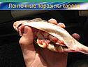 Ленточные паразиты карася