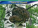 Чага на берёзе