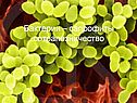Бактерии – сапрофиты