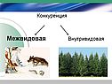 Конкуренция межвидовая