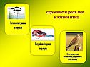 Строение и роль ног в жизни птиц