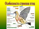 Особенности строения птиц