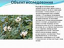 Картофель клубненосный