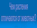 Чем растения отличаются от животных