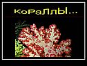 Кораллы