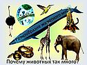 Разнообразие животного мира