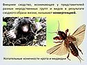 Внешнее сходство