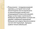 Плод злаков