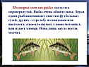 Поговорка «нем как рыба»