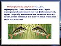 Поговорка «нем как рыба»