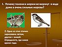 Почему тюлени и моржи не мерзнут в воде даже в очень сильные морозы