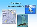 Ультразвук