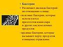 Бактерии