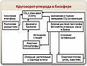 Круговорот углерода в биосфере