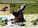 Животный мир экваториальных лесов