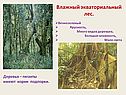Влажный экваториальный лес