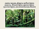 Лианы, пальмы, фикусы, хлебное дерево, мимозы, эбеновое дерево