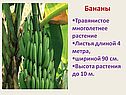 Бананы