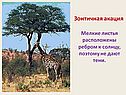 Зонтичная акация