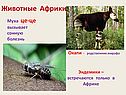 Окапи - родственник жирафа