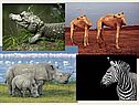География «Африка» 7 класс