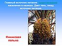 Финиковая пальма