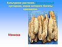 Маниока