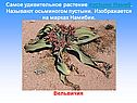 Удивительное растение