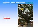 Фагара