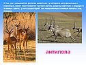 Антилопа