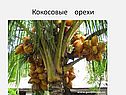 Кокосовые орехи