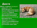 Динго