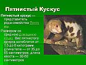 Пятнистый кускус