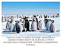 Одна из самых больших колоний пингвинов в мире