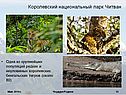 Одна из крупнейших популяций редких и неуловимых королевских бенгальских тигров