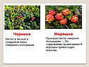 Черника